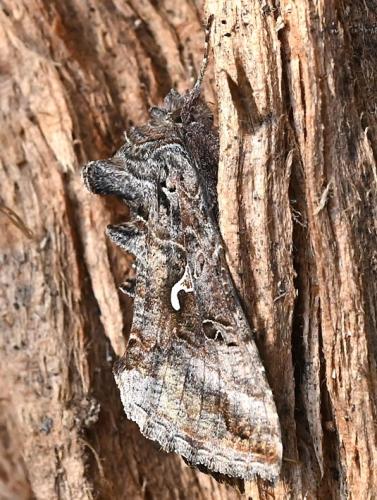 Réf. 355 080 : Autographa gamma